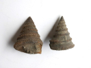 Pyrgotrochus elongata