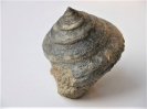 Pyrgotrochus macrocephalus