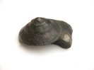 Pyrgotrochus sp.