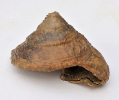 Pyrgotrochus macrocephalus