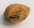Rollierella minima