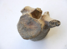 Rückenwirbel eines Krokodils