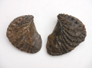 Scaphotrigonia navis