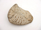 Scaphotrigonia navis 
