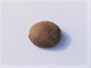 Seeigel Callovium