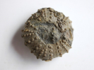 Seeigel Trochotiara depressum