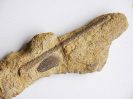 Seeigelstachel von Rhabdocidaris