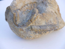 Serpula grandis