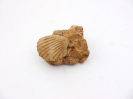 Spondylopecten bouchardi