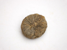 Thecocyathus mactrus