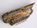 Versteinertes Holz