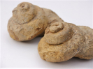 Pleurotomarien