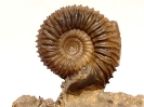 Pseudogarantiana dichotoma nodosa