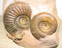 Parkinsonia und Planisphinctes