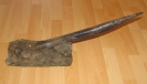 Megateuthis
