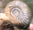 Garantiana sp.