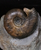 Holzbergia cf. schwandorfense