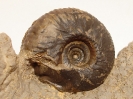 Holzbergia schwandorfense