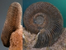 Garantiana tetragona