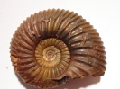 Gonolkites convergens