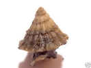 Lamelliphorus ornatissimus