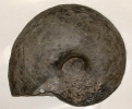 Macrocephalites