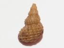 Maturifusus cf. keyserlingianus