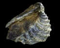 Myophorella