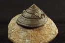 Pyrgotrochus aff. bessina D'ORBIGNY