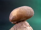 Pseudolimea duplicata