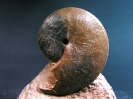 Oxycerites limosus