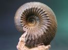 Cadomites rectelobatus