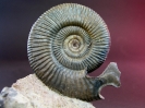 Planisphinctes incognitus