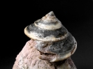 Pyrgotrochus macrocephalus
