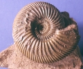 Parkinsonia sp. in Matrix