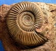 Echter Planisphinctes