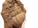 Purpurina serrata