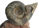 Vermisphinctes sp.