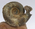 Vermisphinctes sp