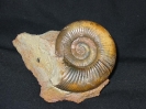 Vermisphinctes sp.