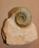 Cadomites (Polyplectites) cornutus (Kopik 1974)