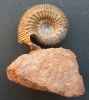 Cadomites (Polyplectites) sp. mit Ohr