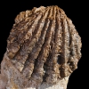 Ctenostreon proboscideum (SOWERBY 1820)