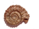 Discohelix bidentata