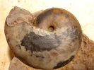 Oxycerites limosus