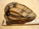 Trigonia interlaevigata