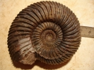 Parkinsonia parkinsoni