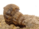 Purpurina serrata