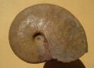 Eohecticoceras aff. primaevum