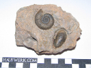Garantiana sp.